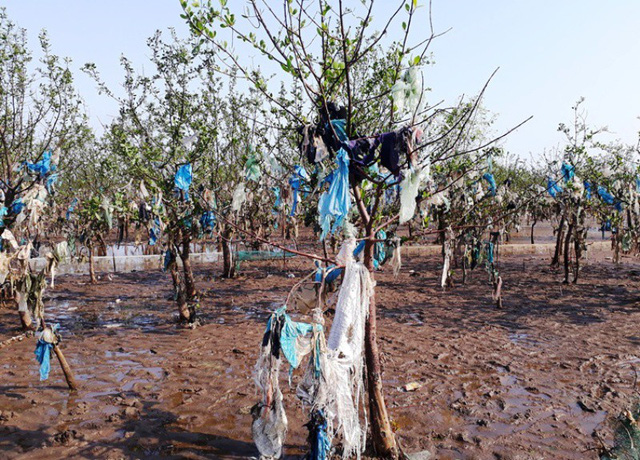 Thanh[-]Ho&aacute;:[-]Kinh[-]h&atilde;i[-]r&aacute;c[-]thải[-]quấn[-]chặt[-]c&acirc;y[-]rừng[-]ph&ograve;ng[-]hộ[-]ven[-]biển